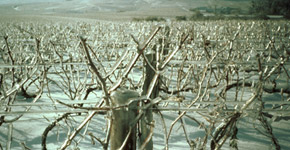 les vignes couvertes de glace